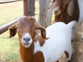 OTRASNÉ! V Strakoniciach vyčíňal