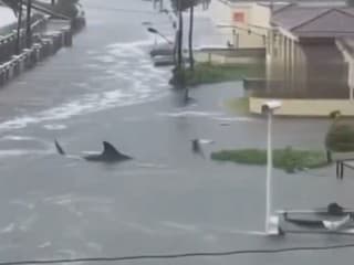 Sociálnymi sieťami koluje video