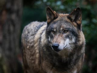 Lov vlka funkcionárom vyvolal