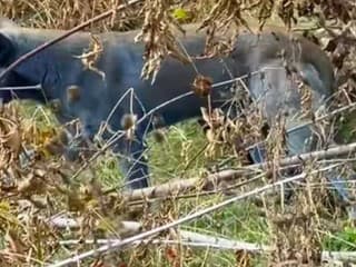 Modré psy v Černobyle