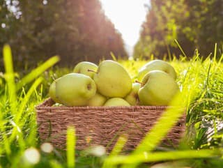 Toto s jablkom nikdy