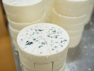 Niva, camembert a vôňa