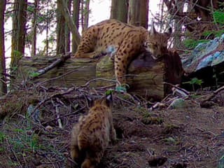 Pozrite, koho sa podarilo