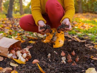 NOVEMBROVÉ záhradné práce: Čo