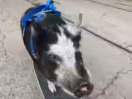 Už ste videli prasa