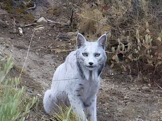 Fotograf objavil prvého bieleho