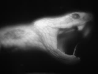 Spomalené zábery odhalili DESIVÚ