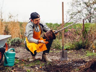 Ovocné stromy, ktoré sa
