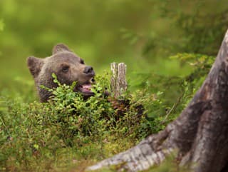 Rumunsko pritvrdzuje! Vláda prijala