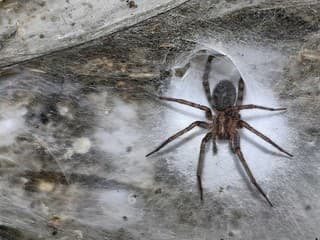 V podzemí objavili obriu