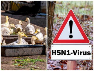 Pohroma u našich susedov: