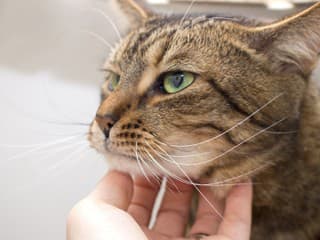 Toto tiché gesto si