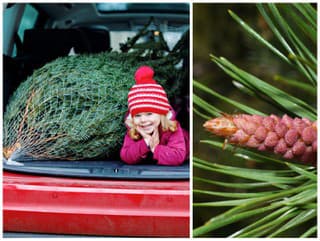 Slováci opäť prepadávajú sviatočnému