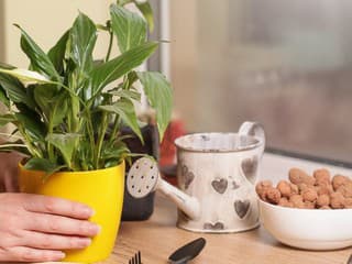 Nevinný zvyk v zime,