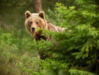 Problém s medveďmi! Odľahlá