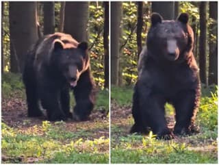 Obrovský medveď sa blížil