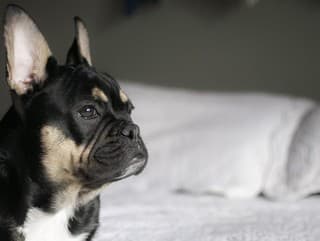 Dokážu psy naozaj vidieť