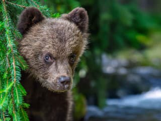 Japonsko bojuje s medveďmi:
