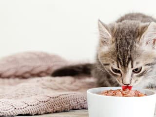 Ľudské jedlo nie je