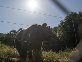 Ulicami sa túlajú medvede,