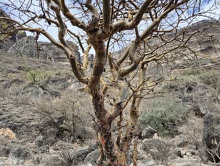 Biele zlato: K najväčším