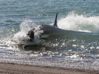 Lov v priamom prenose: