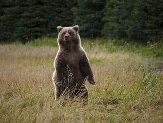 Hrôza v kanadskej divočine: