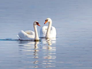 Na Záhorí potvrdili výskyt