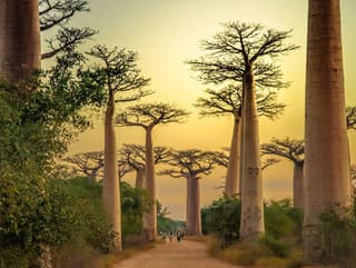 Madagaskar - exotický raj