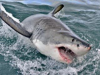 DRÁMA v mori! Žralok