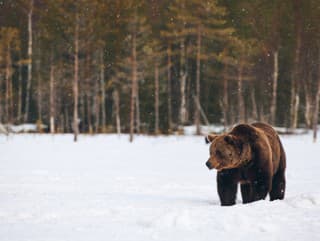 Žiaden zimný spánok! Medveď