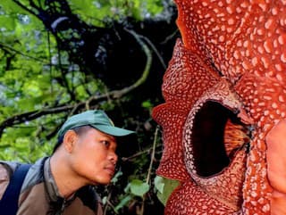 Rafflesia hasseltii
