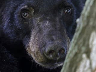 Medveď zaútočil na muža