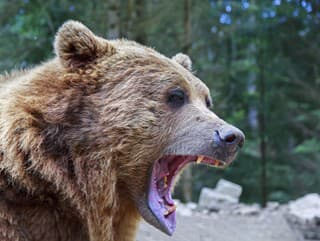 Auto vs. šelma: Čo