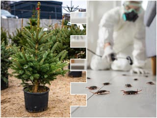 Skryté vajíčka na stromčeku