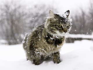 Internet má nového miláčika: