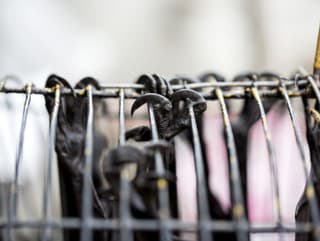 Obchodovanie so zvieratami dosiahlo