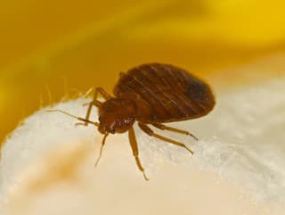 Revolúcia v kriminalistike: Vedci