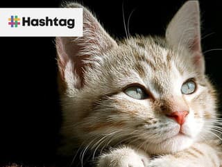 10 najväčších maznákov spomedzi