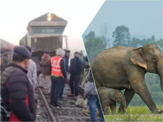 Tragédia v Indii: Slony