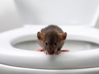 Kontrolujete si toaletu pred