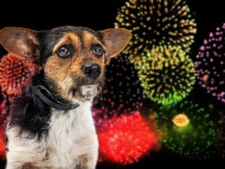 Máte doma domácich miláčikov?