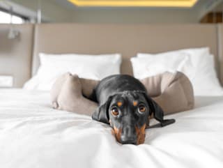 Tichá IGNORÁCIA! Jazvečík sa