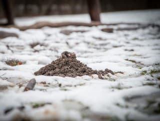 Naozaj možno nahradiť kupovaný