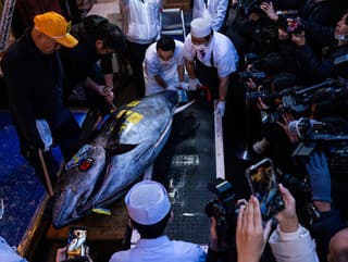 Neuveriteľná aukcia: Jedinú rybu