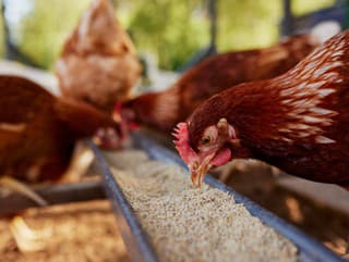 Hydinári, pripravte sa! V