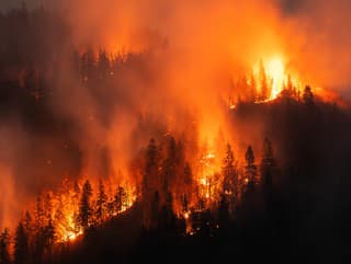 Forest wildfire at night