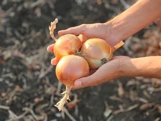 Cibuľa sa nestratí v