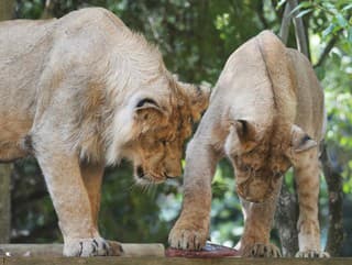 Svet dojíma VIDEO levov: