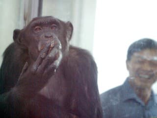 Zomrela šimpanzica Ai: Vedela